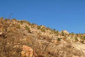 2006年城陽(yáng)嶗山水庫(kù)植樹(shù)活動(dòng)成果展示