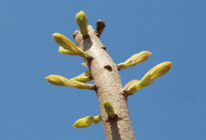 2006年城陽(yáng)嶗山水庫(kù)植樹(shù)活動(dòng)成果展示