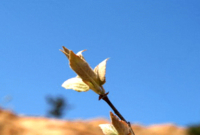 2006年城陽(yáng)嶗山水庫(kù)植樹(shù)活動(dòng)成果展示